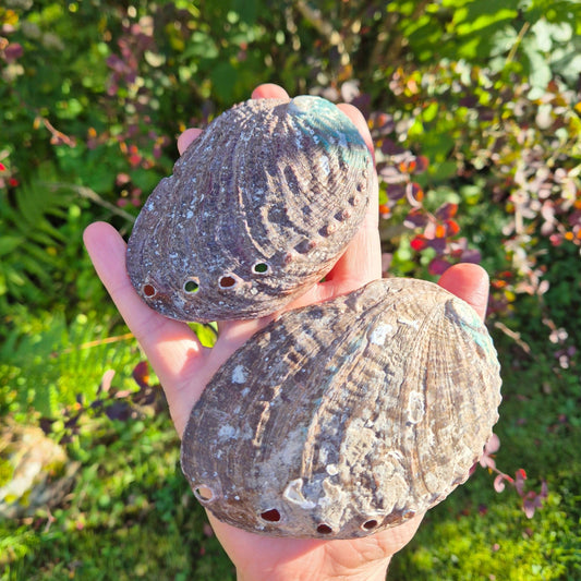 ABALONE SKJELL 9 - 12 cm - SMUDGE SKÅL - bergamott DESIGN