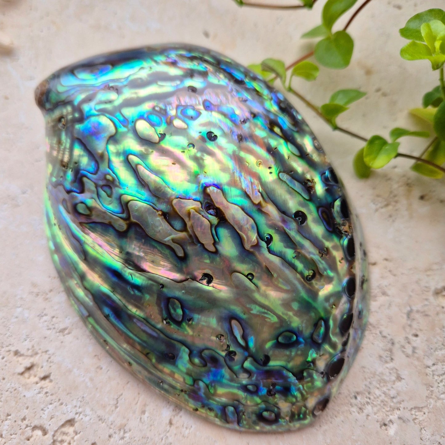 POLERT ABALONE SKJELL 13cm - SMUDGING SKÅL - bergamott DESIGN