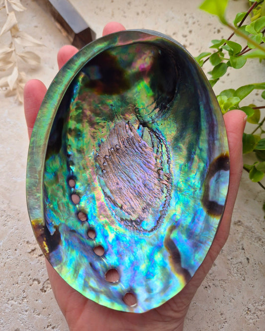 POLERT ABALONE SKJELL 13cm - SMUDGING SKÅL - bergamott DESIGN