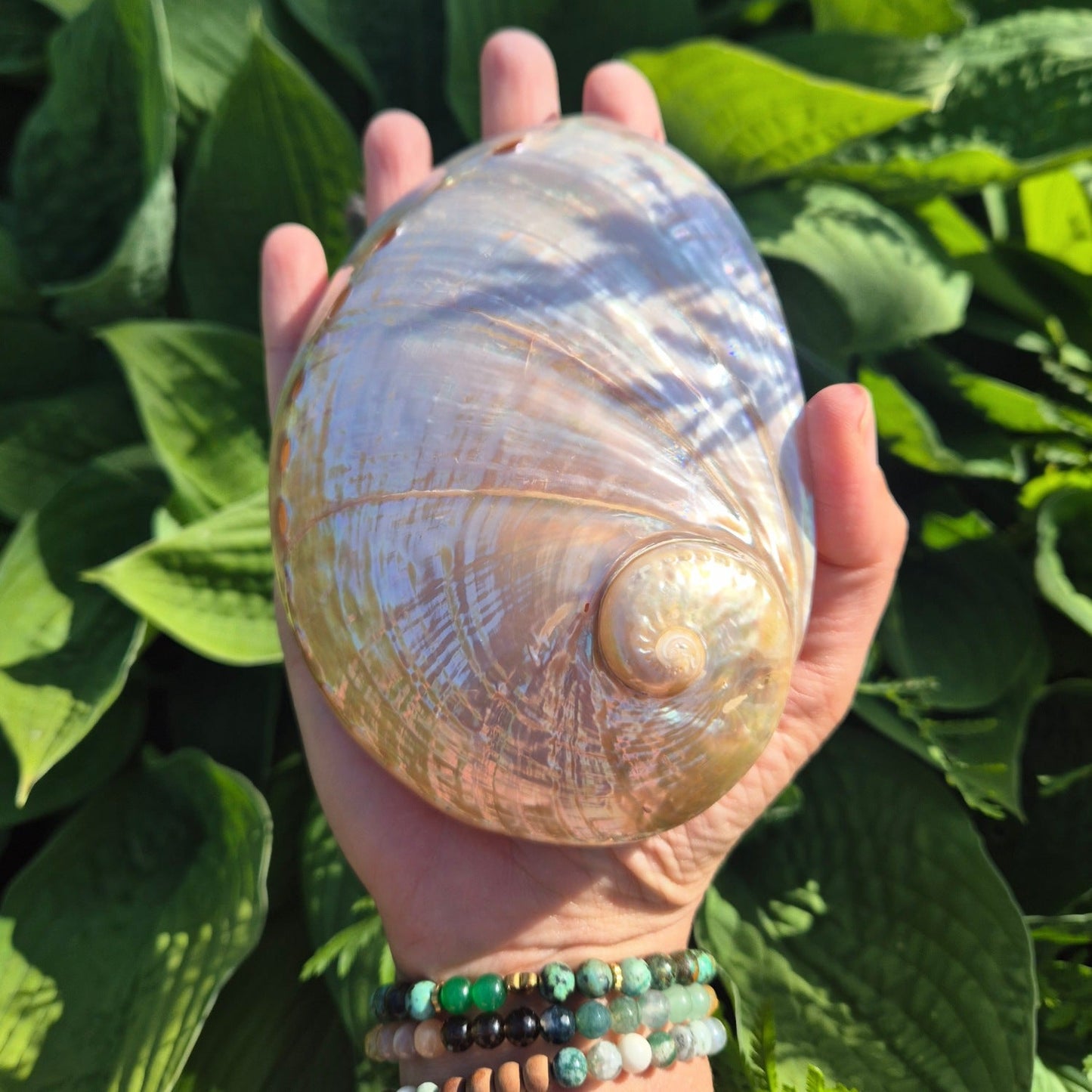 POLERT HVITT ABALONE SKJELL 13cm - SMUDGING SKÅL - bergamott DESIGN