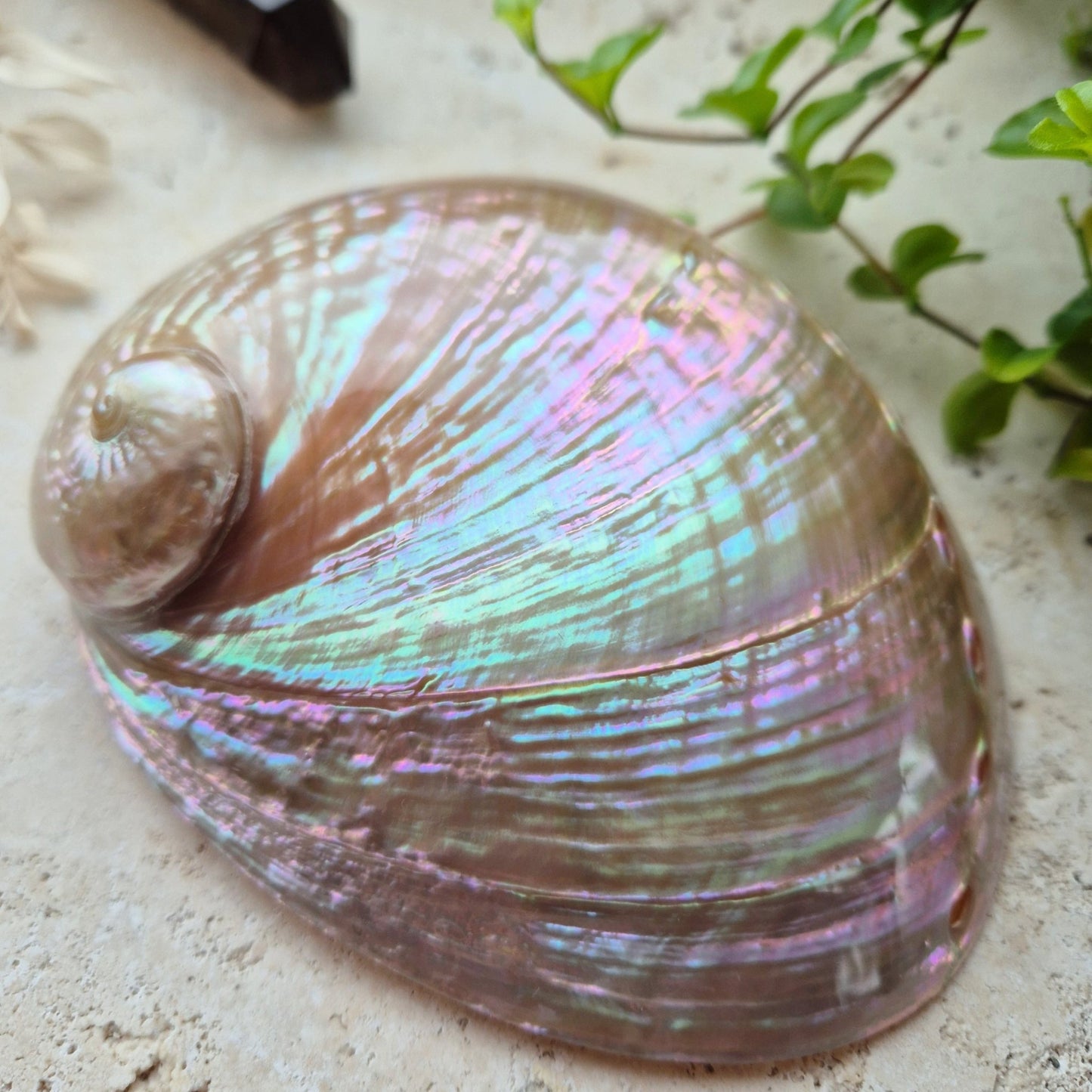POLERT HVITT ABALONE SKJELL 13cm - SMUDGING SKÅL - bergamott DESIGN
