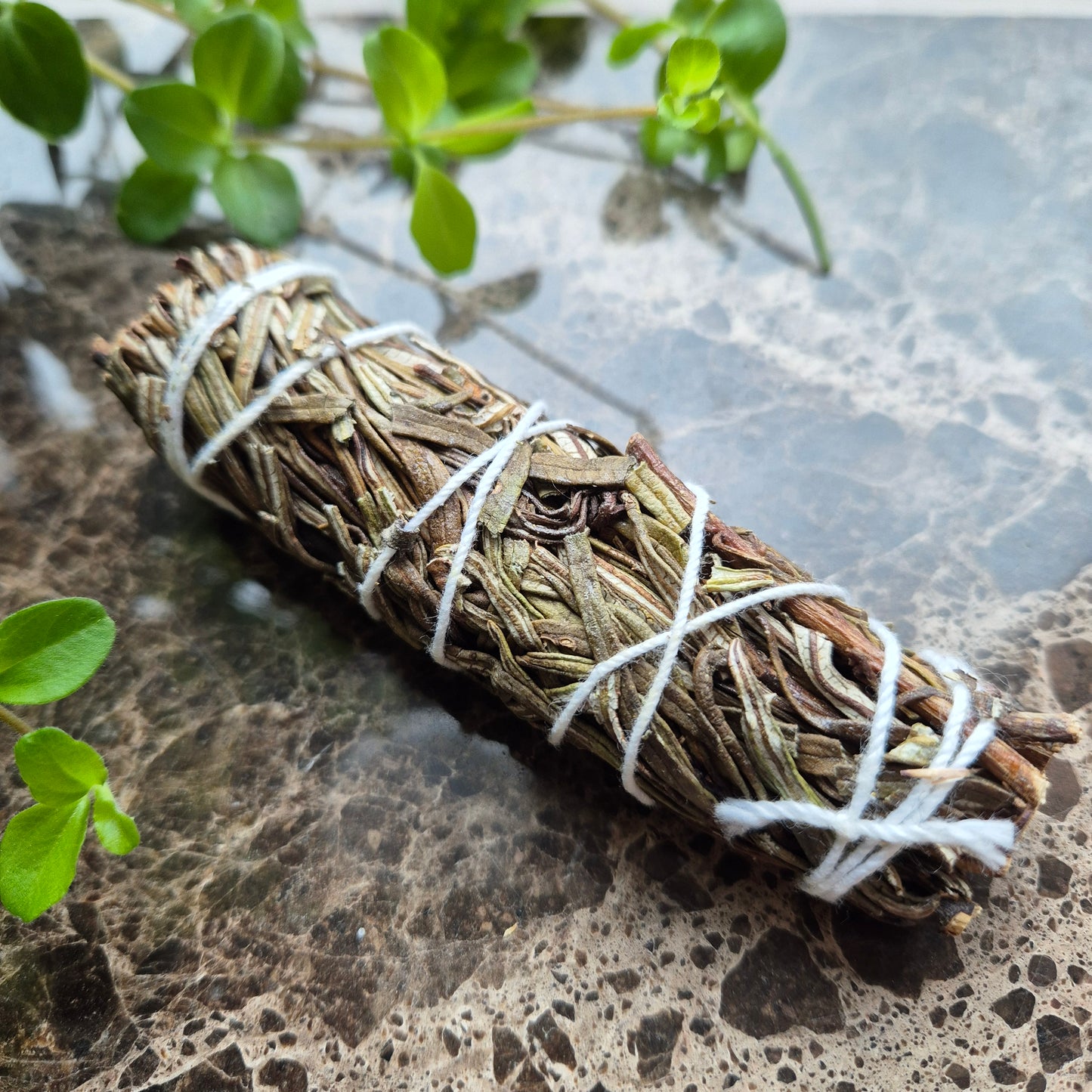 YERBA SANTA 10 cm