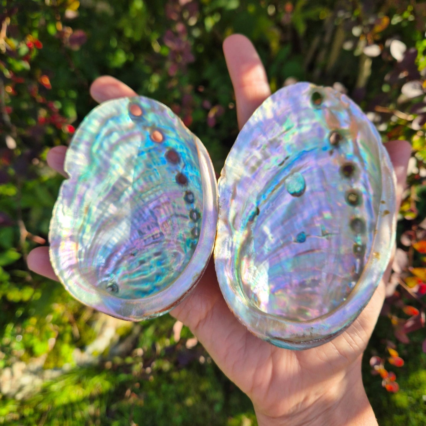 ABALONE SKJELL 9 - 12 cm - SMUDGE SKÅL - bergamott DESIGN