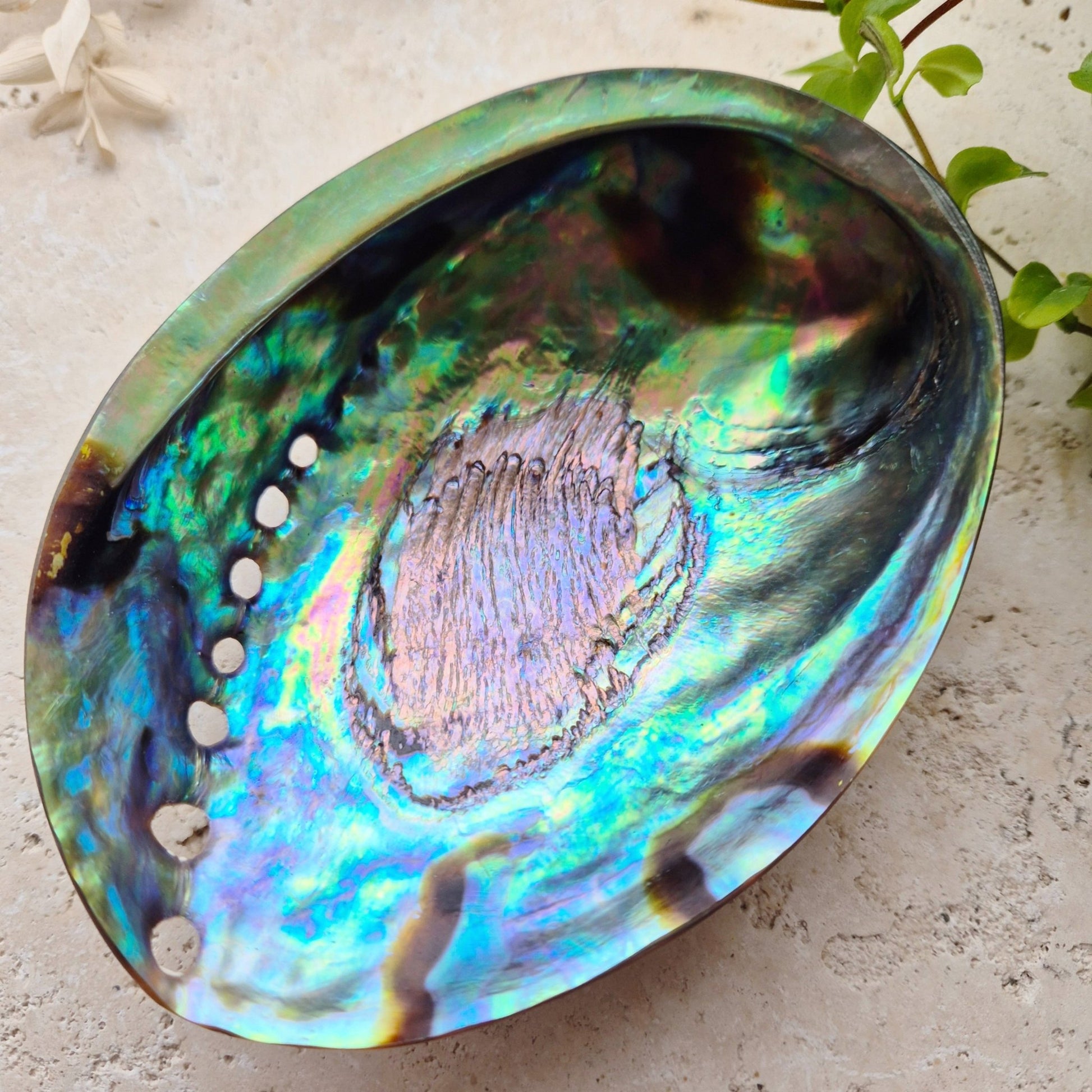 POLERT ABALONE SKJELL 13cm - SMUDGING SKÅL - bergamott DESIGN